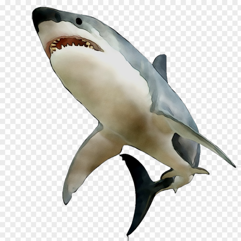 Great White Shark Requiem Sharks Mackerel Fin Human Body PNG