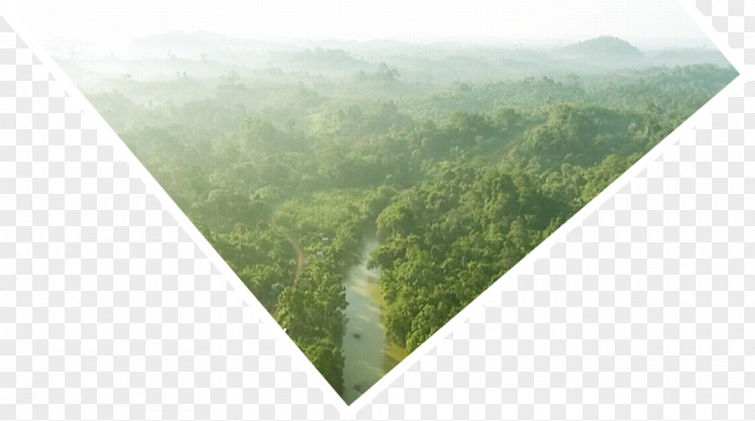 Orangutan Borneo Survival Deutschland Tropical Rainforest PNG