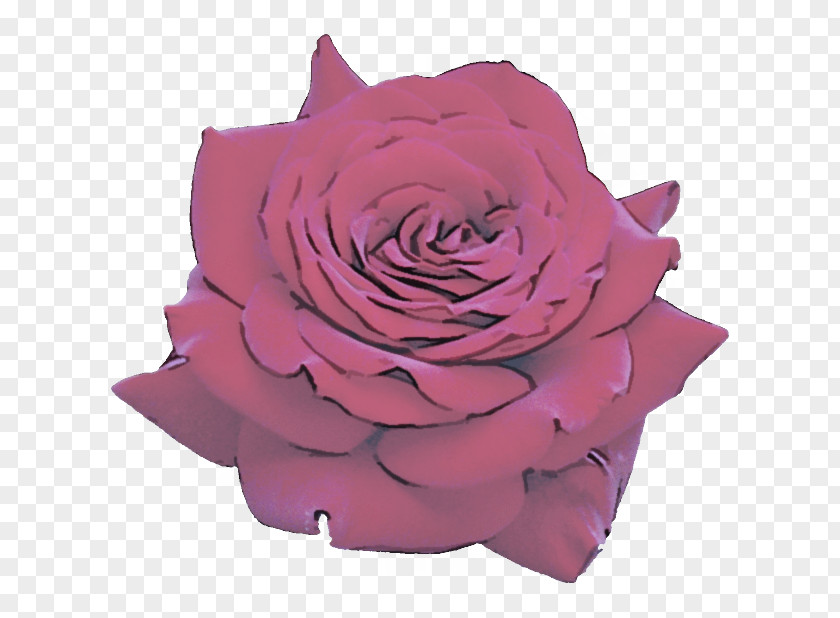 Plant Violet Garden Roses PNG