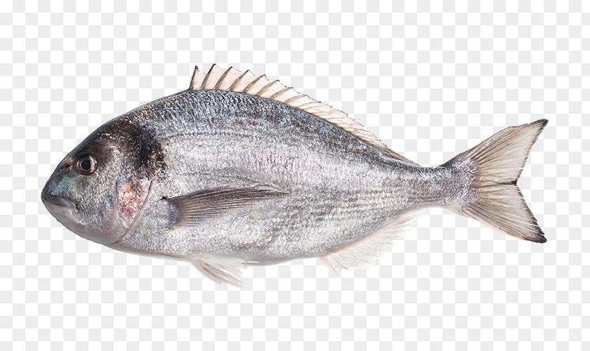 Sea Bream Gilt-head Red Seabream Oily Fish Products PNG