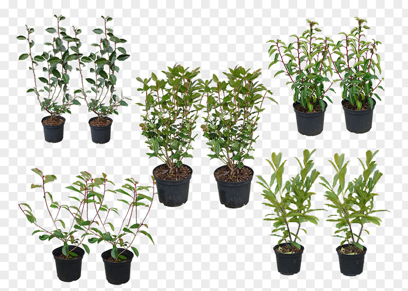 Tree Flowerpot Herb Houseplant Evergreen Shrub PNG