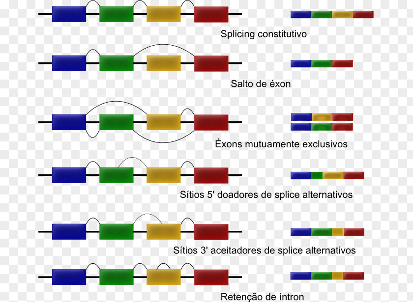 Acer Campestre Alternative Splicing RNA Intron RNA-Seq PNG