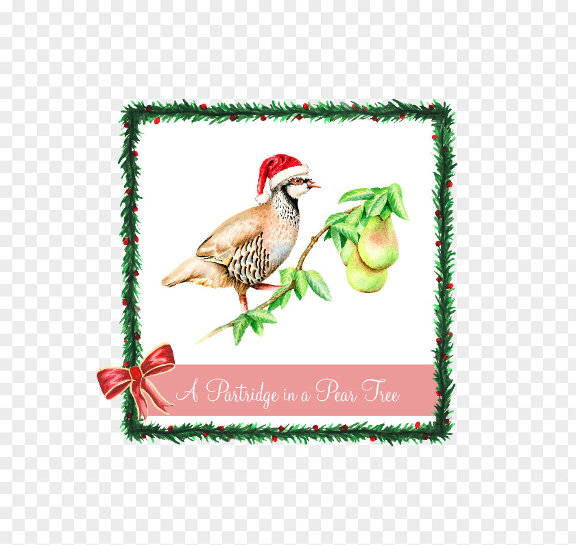 Christmas The Twelve Days Of Partridge Lyrics Pear PNG