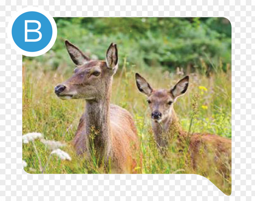 Deer White-tailed Cairngorms Elk Antler PNG