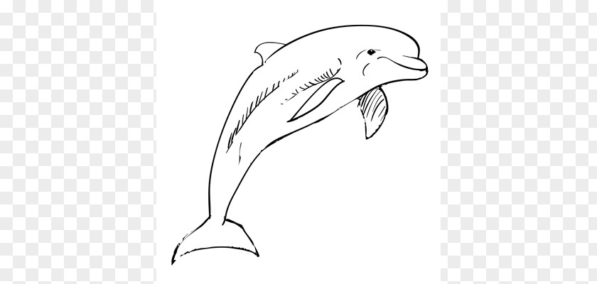 Dolphin Tucuxi Common Bottlenose Drawing Sketch PNG