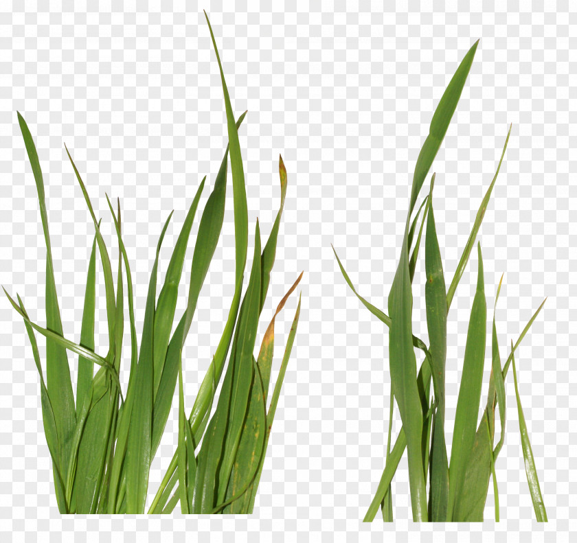 Grass Grasses Clip Art PNG