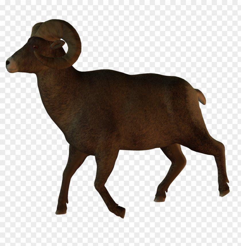 Animals Australian Kelpie Australianlammaskoira Goat Animal PNG