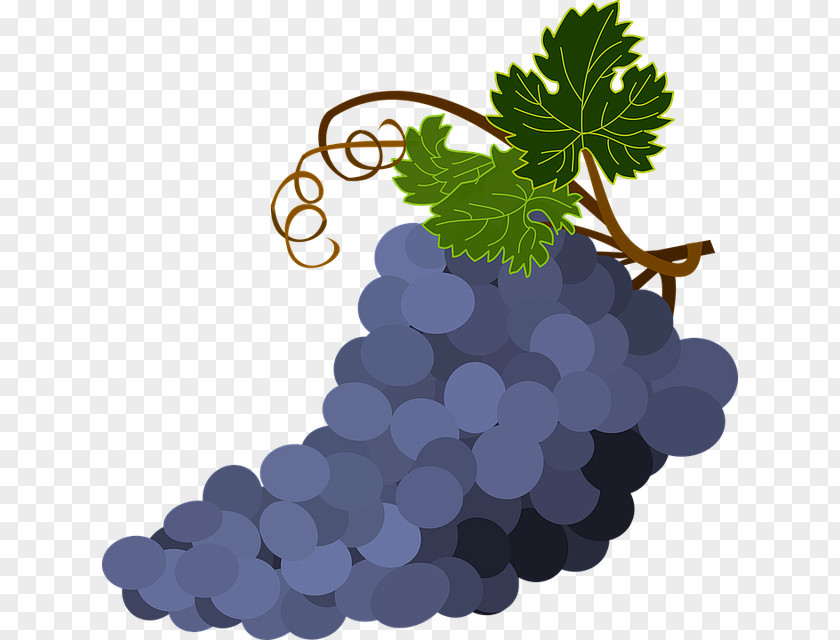 Grape Common Vine Clip Art Wine Leaves PNG