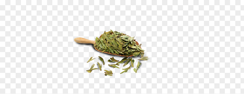 Longjing Tea Leaves Organism Jewellery PNG