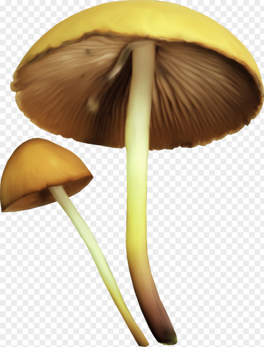 Mushroom Image Painting GIF JPEG PNG