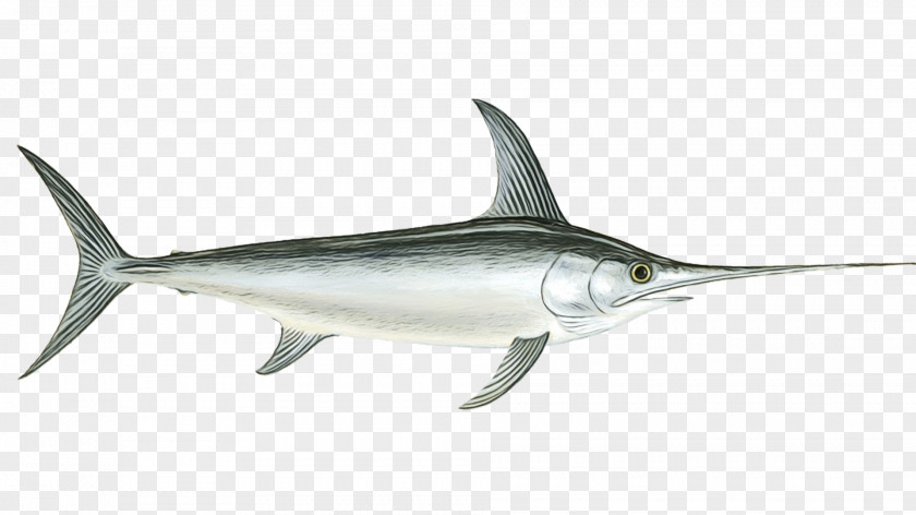 Swordfish Bony Fishes Fish Seafood As Food PNG