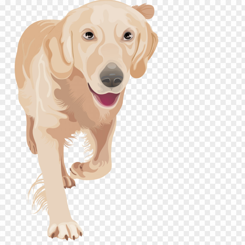 Vector Golden Retriever Puppy Labrador Euclidean Pet PNG