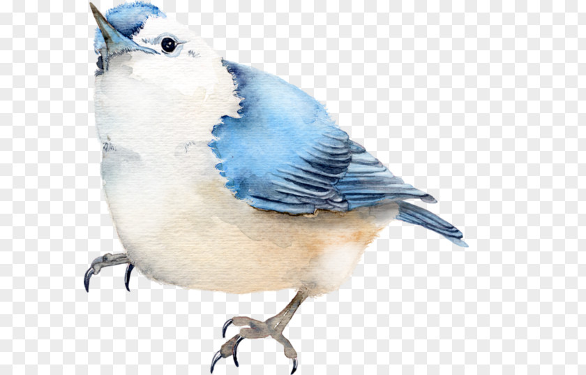 Bird Blue Jay Clip Art PNG