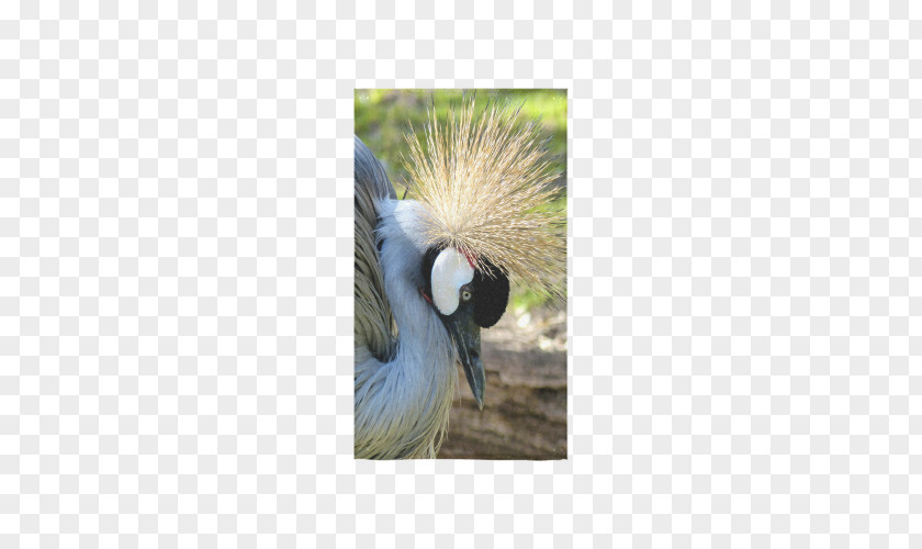 Red-crowned Crane Bird Beak Feather Wing PNG