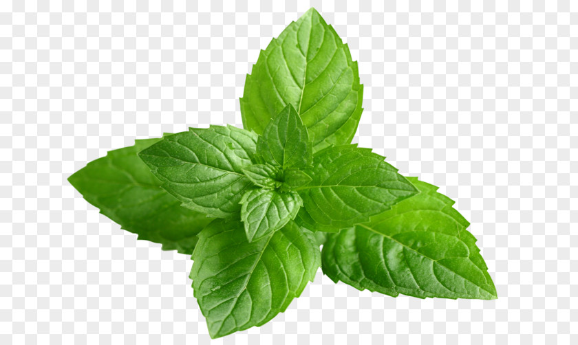 Spices Herbs Peppermint Mentha Spicata Extract Herb Menthol PNG