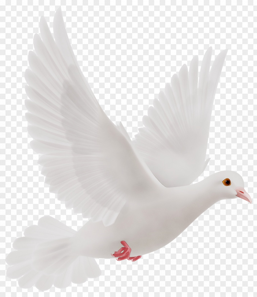 Water Bird Peace Feather PNG