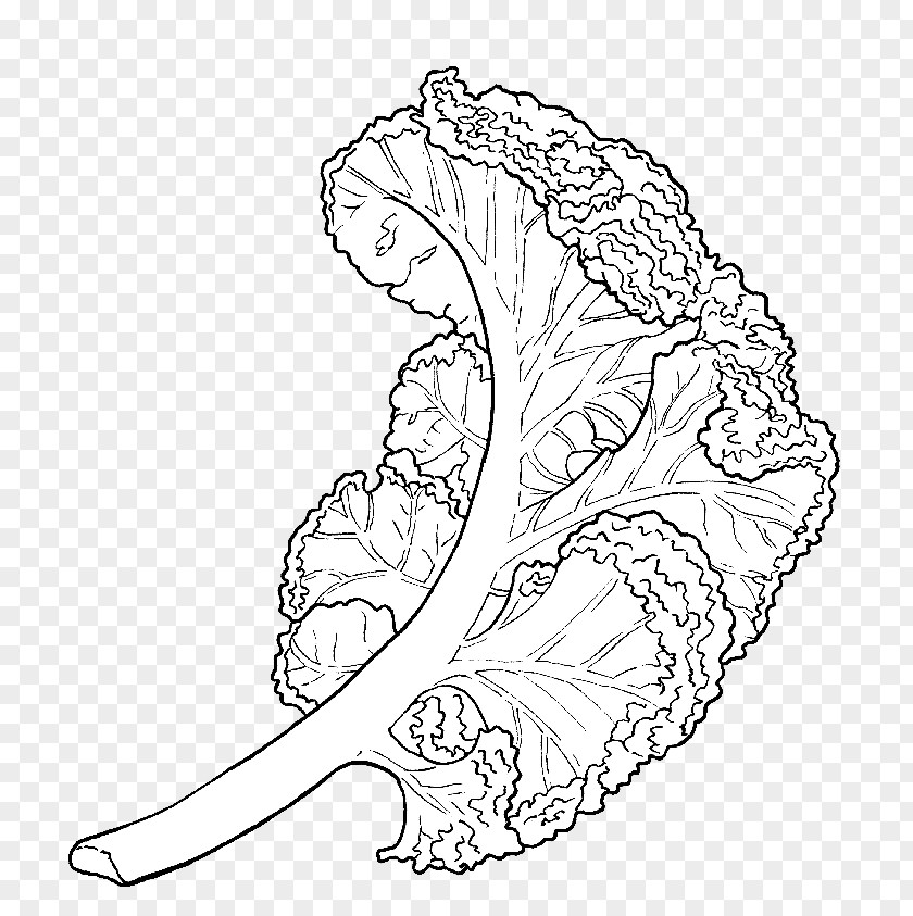 Kale SafeSearch Google Images Drawing Search PNG