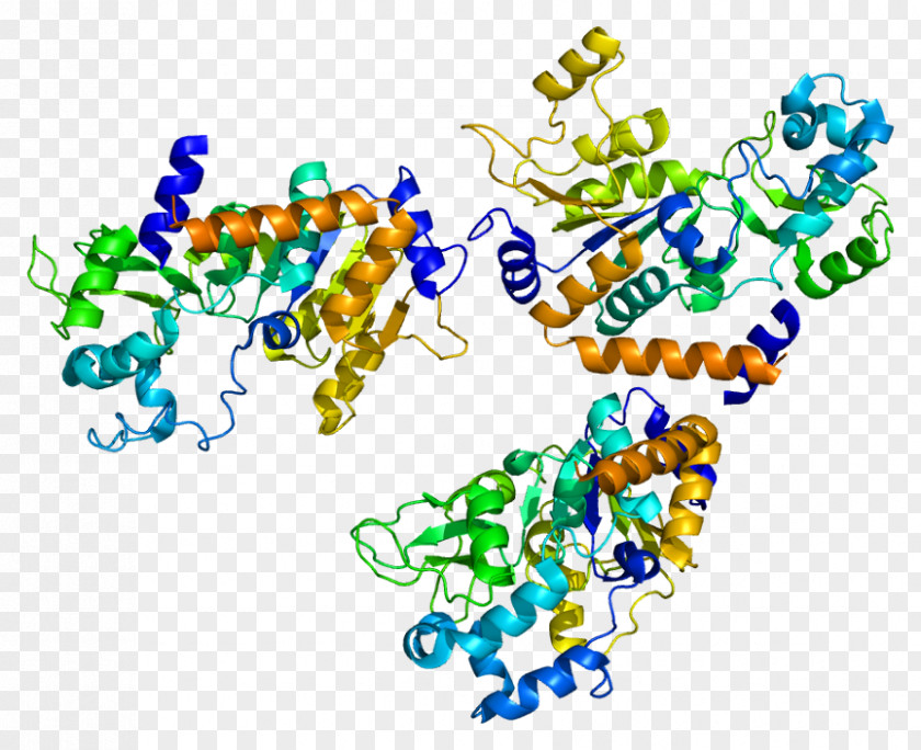 Sirtuin 2 1 Gene Protein PNG