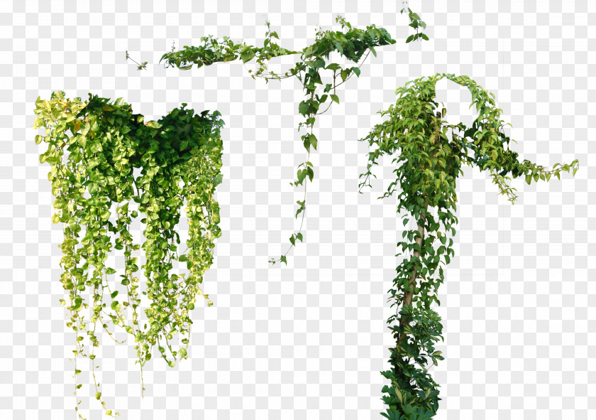 Vine Plant Ivy Tree PNG