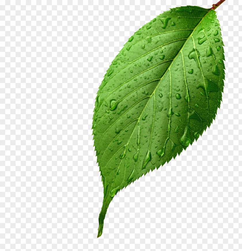 Apple Leaves,Apple Leaves Light Leaf Green Drop Dew PNG