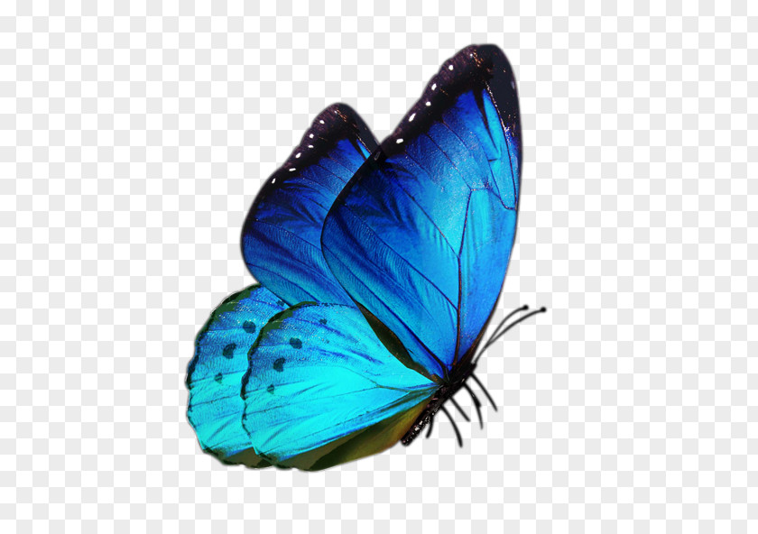 Blue Butterfly White Clip Art PNG