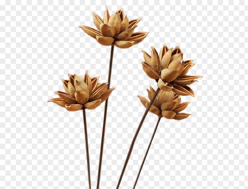 Dry Flower Deduction Material If(we) Download PNG