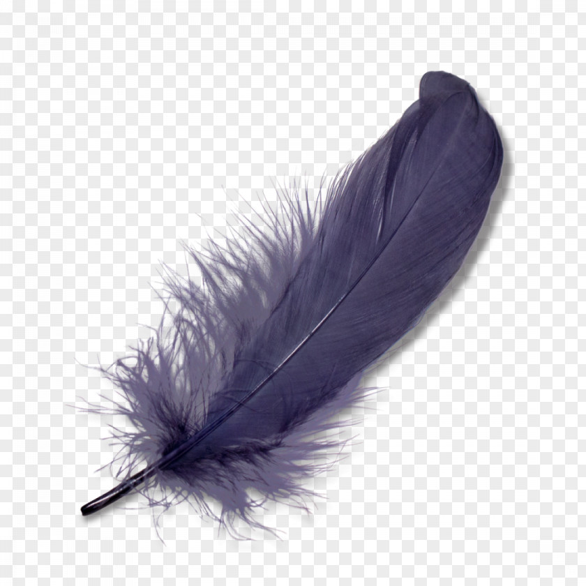 Feather Clip Art Image PNG