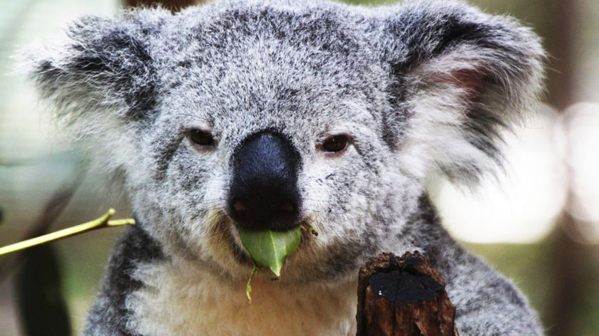 Koala Marsupial Animal Mammal Diprotodontia PNG