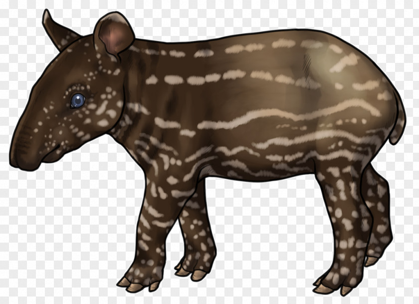 Tapir Snout Terrestrial Animal Fur Carnivora PNG