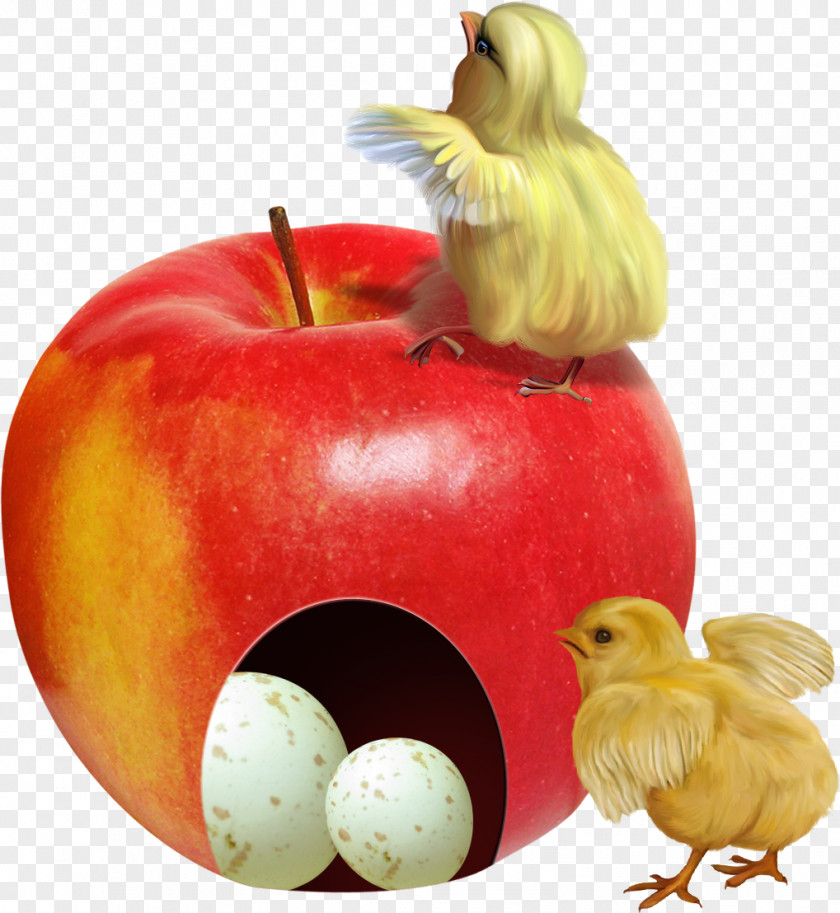 Chick Easter Bunny Chicken Clip Art PNG