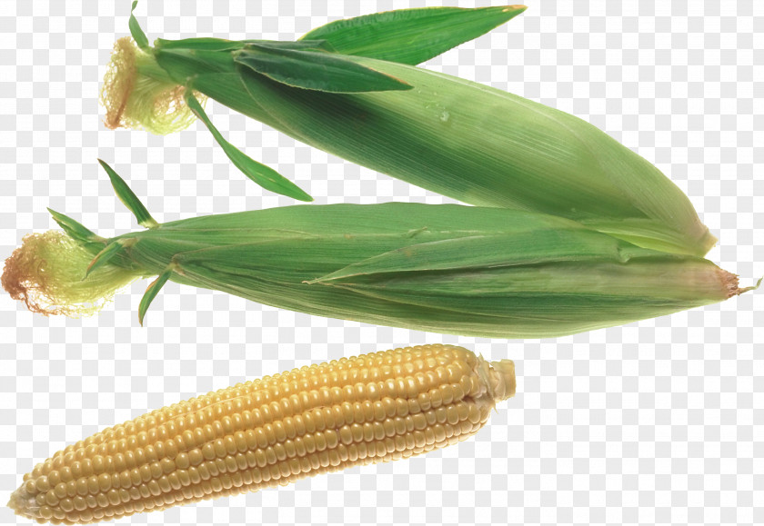 Corn On The Cob Maize Sweet Clip Art PNG