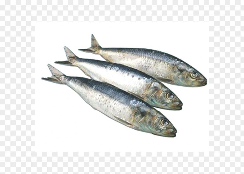 Fish Sardine Pacific Saury Soused Herring Atlantic Japanese Pilchard PNG