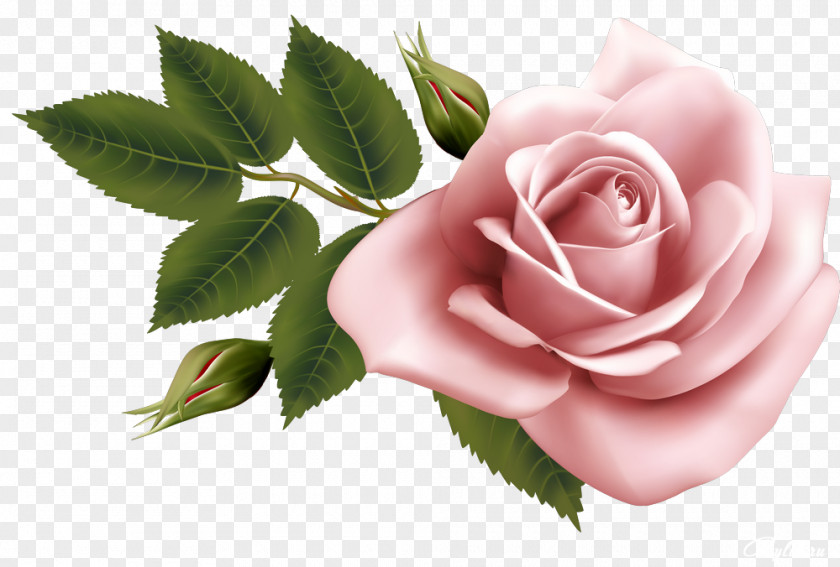 Beautiful Roses Invitation Flower Watercolor Painting Clip Art PNG