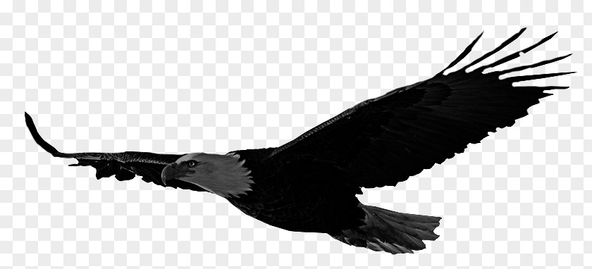 Bird Bald Eagle Accipitriformes Hawk PNG