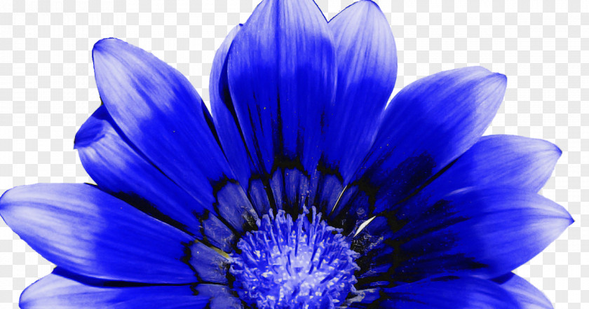 Blue Petal Flower Cobalt Purple PNG