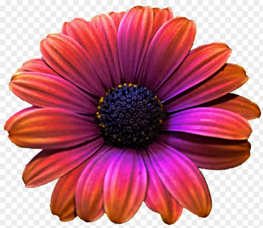 Gerbera Picture Transvaal Daisy Purple Color Clip Art PNG