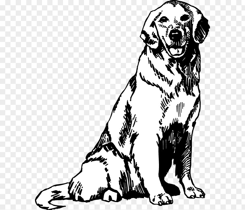 Golden Retriever Puppy Coloring Book Drawing PNG