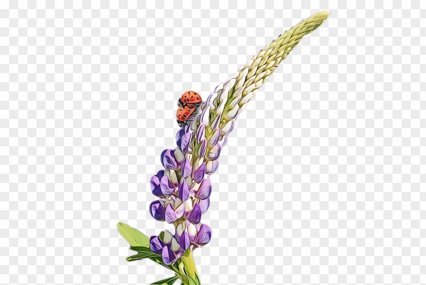 Lavender PNG