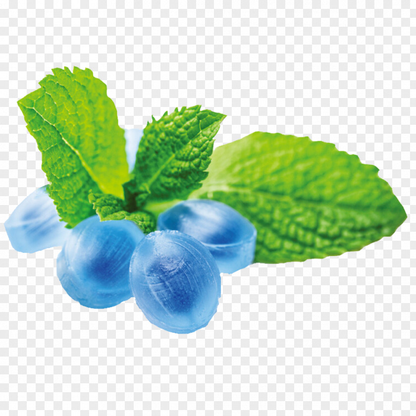 Cool Peppermint Mentha Spicata Flavor Candy PNG