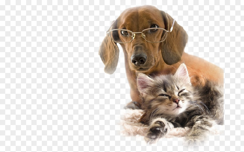 Dogs And Cats Dog–cat Relationship Kitten Puppy Finnish Spitz PNG
