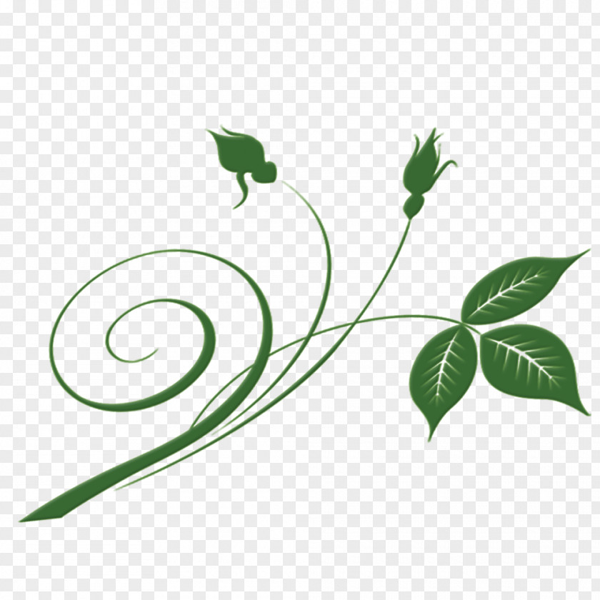 Emerald Green Leaf Material PNG