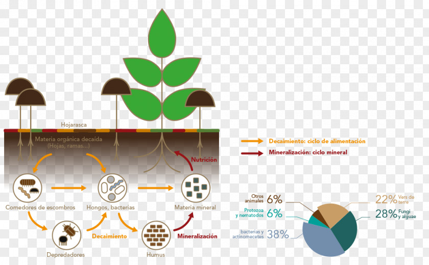 Humus Nutrient Cycle Soil Fertility Organic Matter PNG