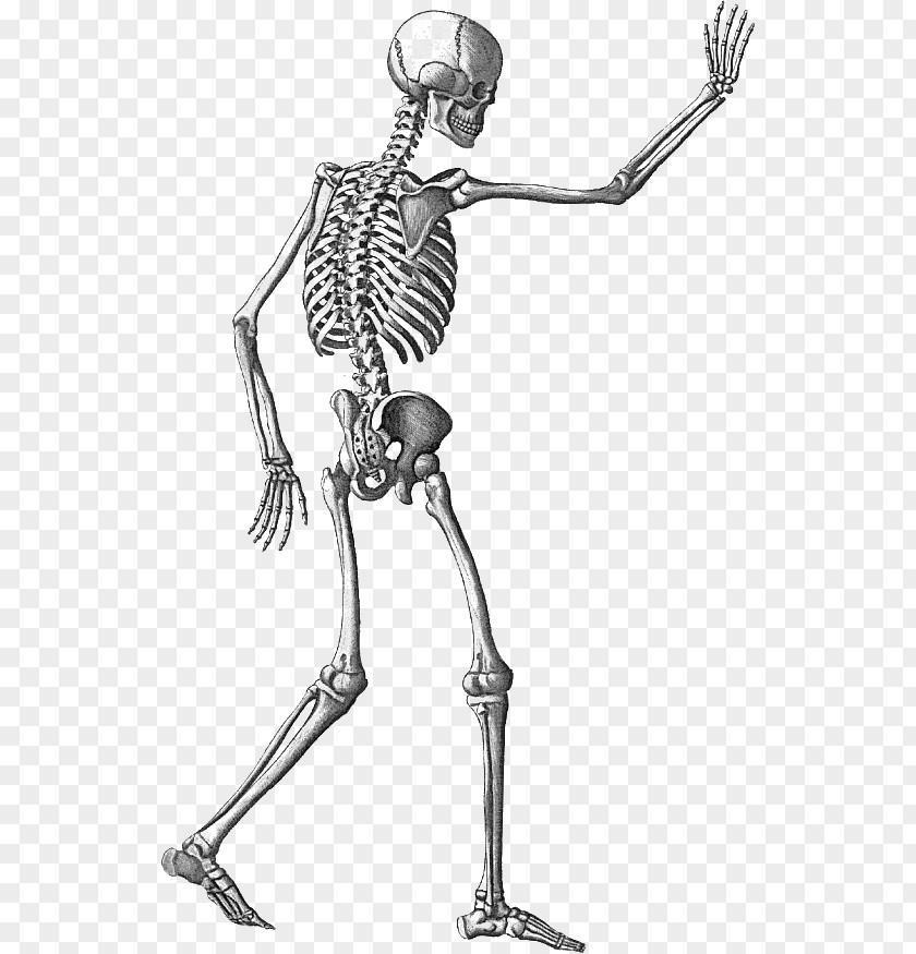 Skeleton Human Appendicular Clip Art PNG