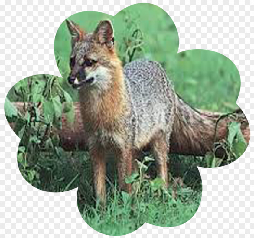 Squirrel Red Fox Gray Kit Leporids PNG