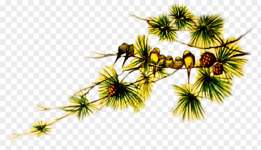 White Pine Plant Branch Leaf Tree PNG