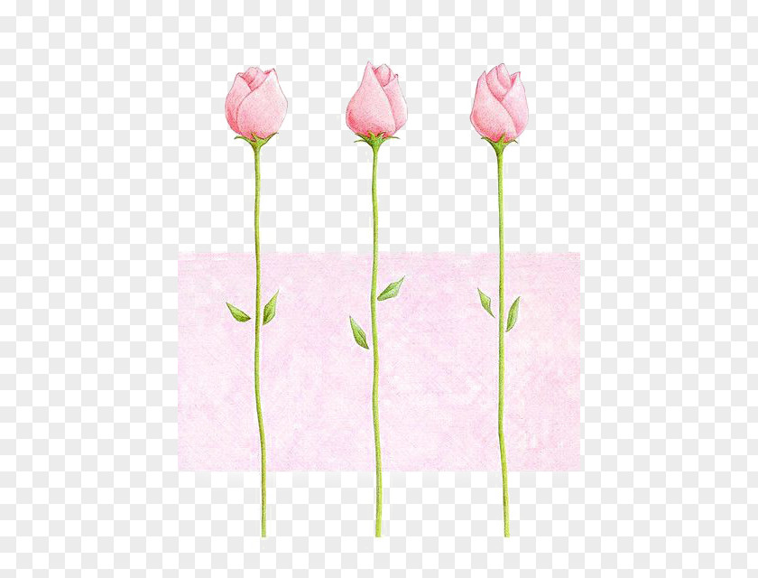 Pink Roses Paper Drawing Rose PNG