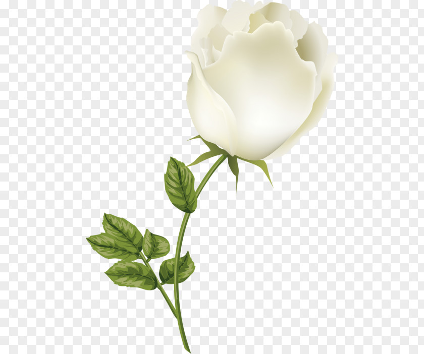 Garden Roses Centifolia Cut Flowers Still Life Photography Bud PNG