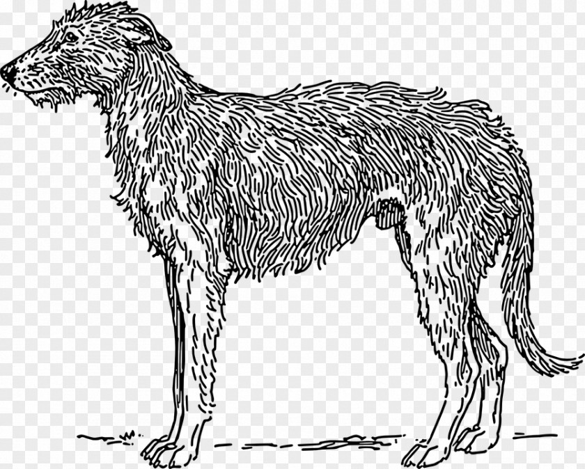 Scottish Deerhound Borzoi American Staghound Irish Wolfhound Bloodhound PNG