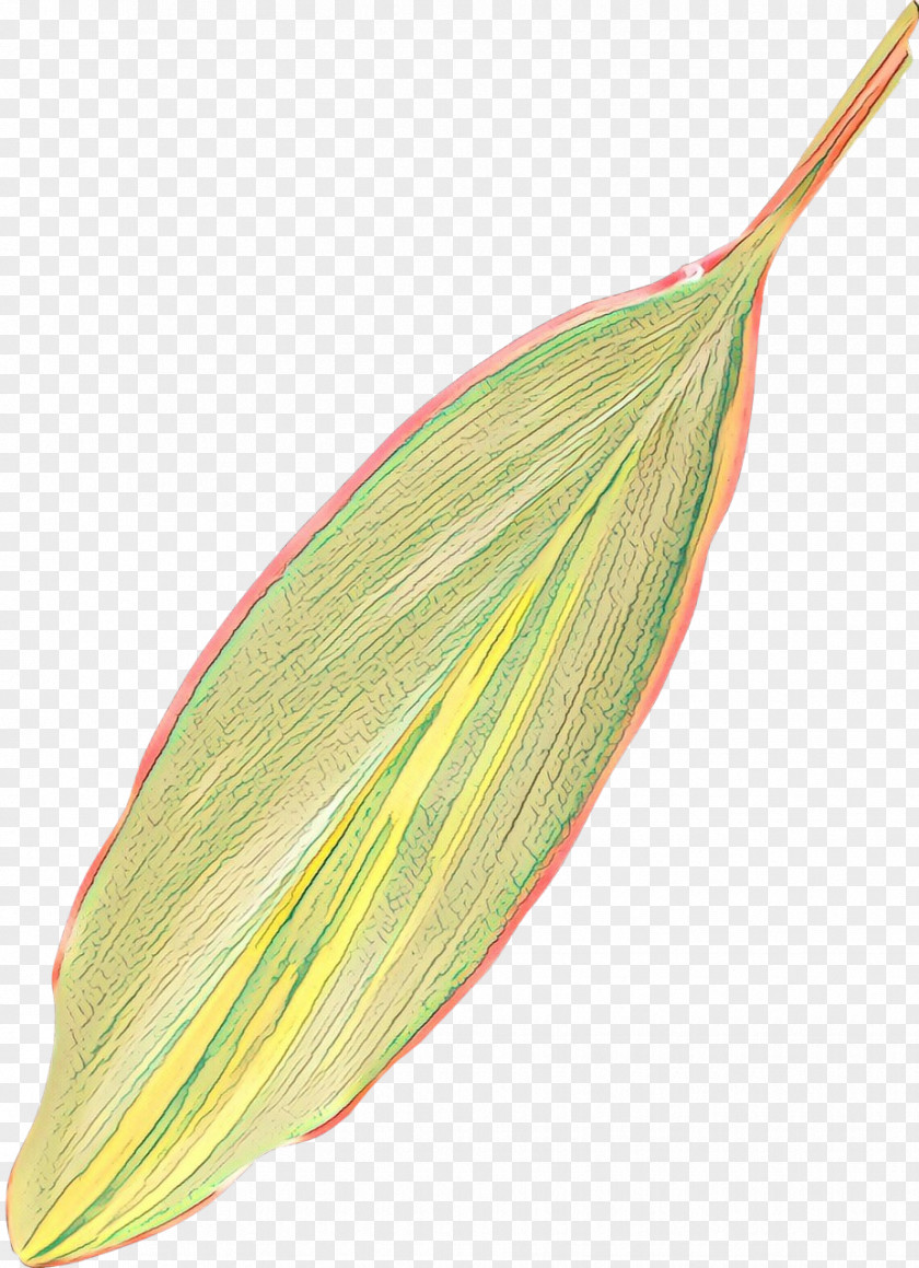 Anthurium Flower Plant Leaf PNG
