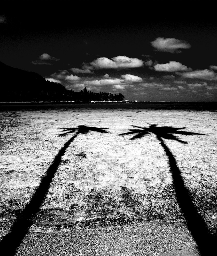 Black And White Coconut Tree Reflection Photography PNG